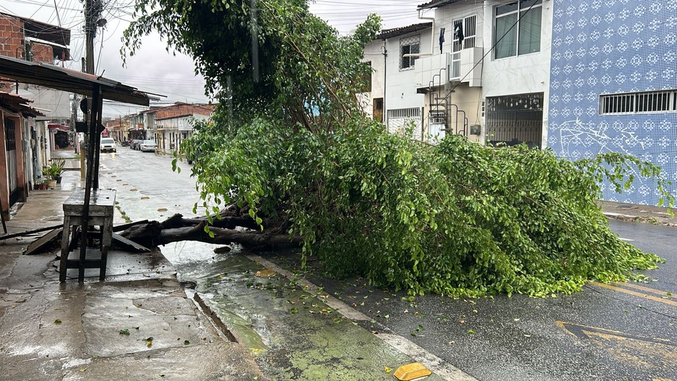 Árvore caiu na avenida Genibaú, em Fortaleza, na manhã desta terça-feira (27) — Foto: Nathally Kimberly/SVM