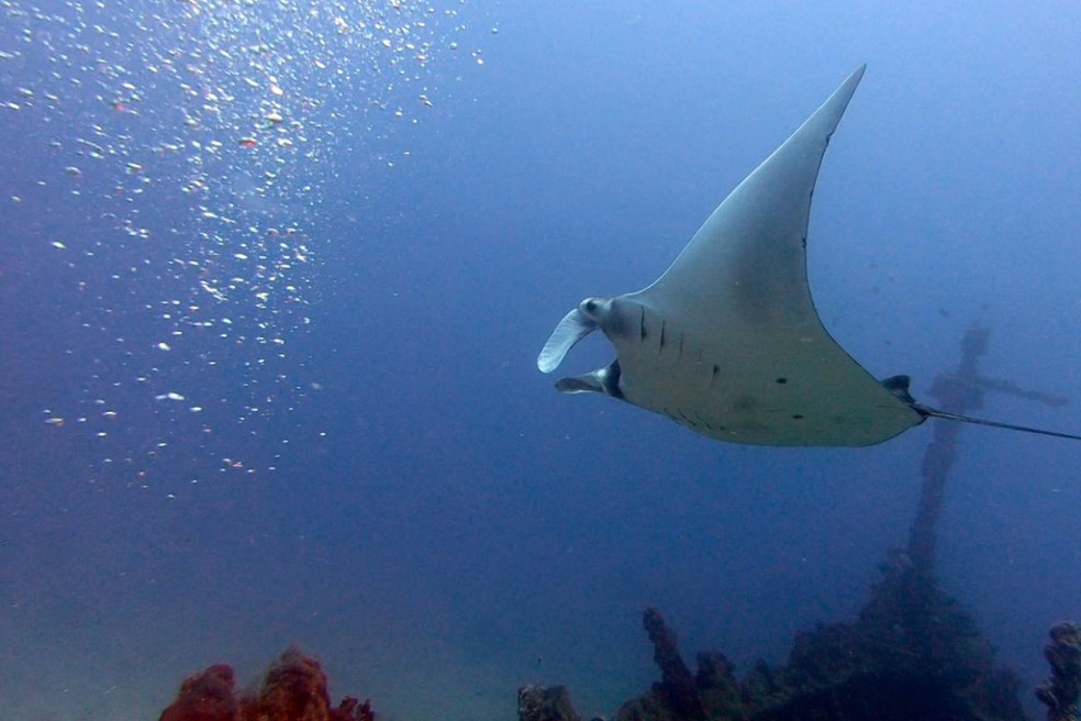 Terceira espécie de raia-manta é confirmada por pesquisadores brasileiros — Foto: Pedro Henrique C Pereira