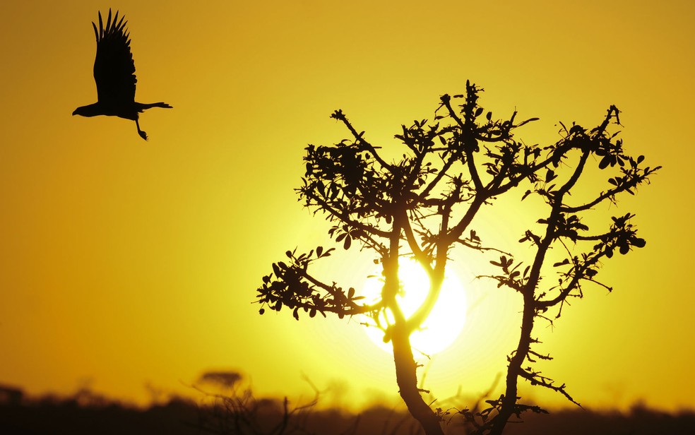 Carcará voa na Floresta Nacional de Brasília durante por do Sol — Foto: Pedro Ventura/Agência Brasília/Divulgação