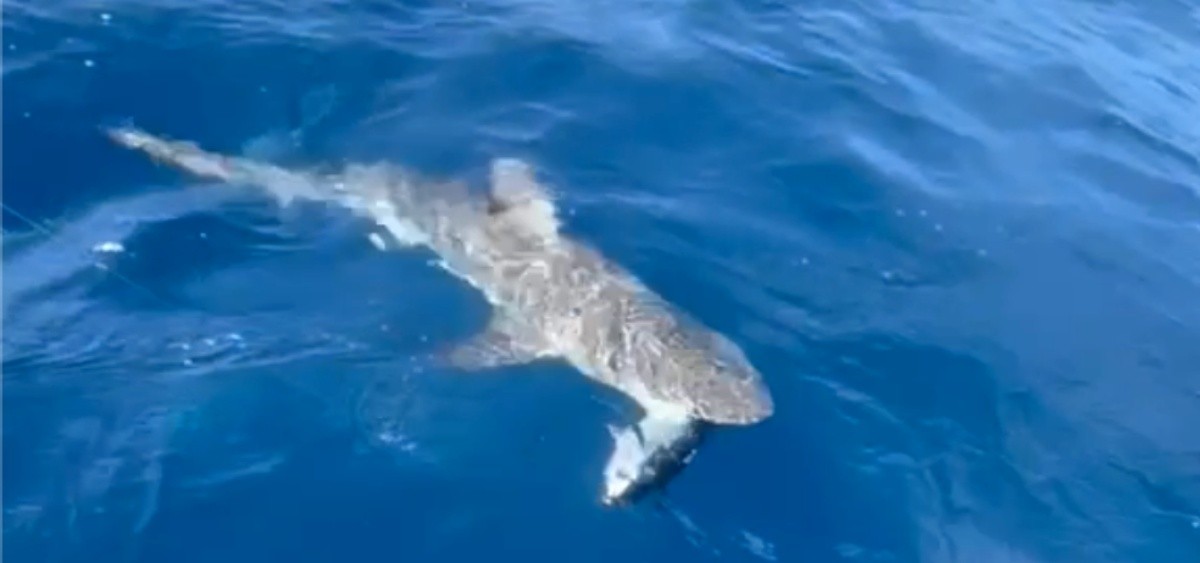 Vídeo mostra tubarão 'roubando' atum fisgado por pescador em Fernando de Noronha