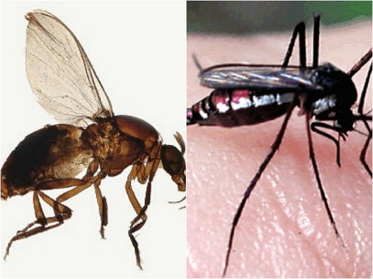 Casos de Oropouche em janeiro crescem quase 200% em comparação com todo