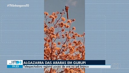 Telespectadora flagra araras em Gurupi