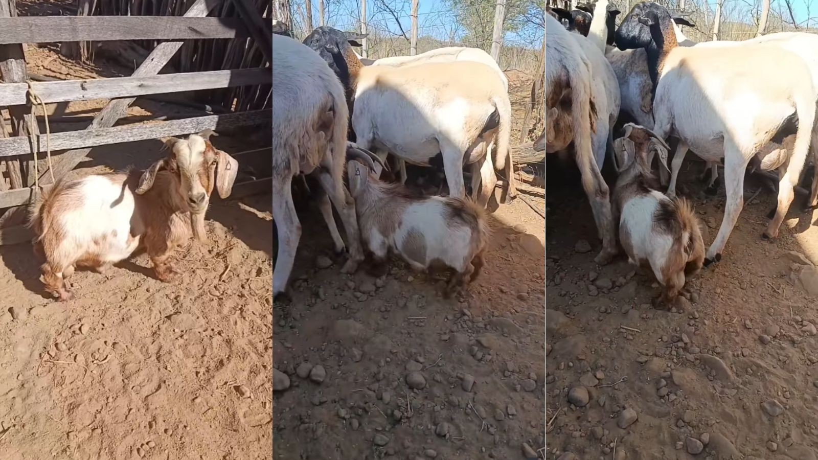 'Mini bode' que virou amigo de menina no PI é saudável e tem chifres proporcionais ao tamanho do corpo, segundo agricultor