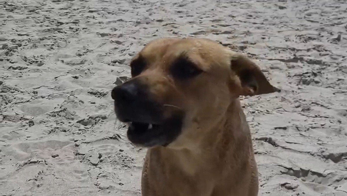 'Vira-lata Caramelo' guia turistas em trilha na Praia do Peró; cão vira sensação em Cabo Frio