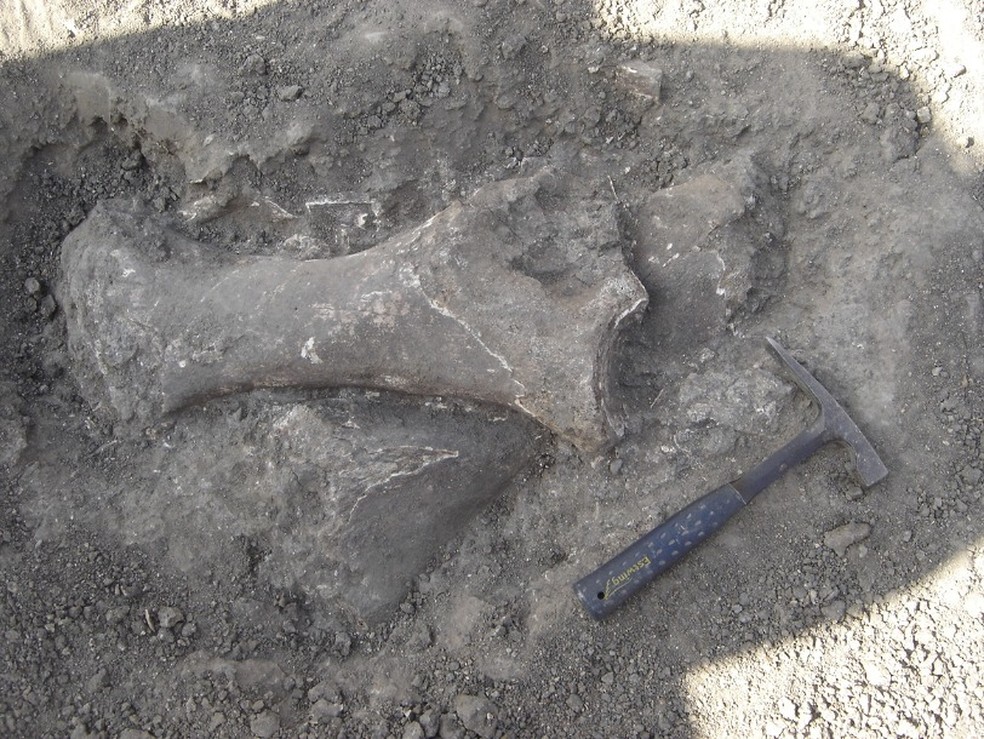 Ossadas fossilizadas encontradas em tanque natural em Itapipoca — Foto: Museu de Pré-História de Itapipoca