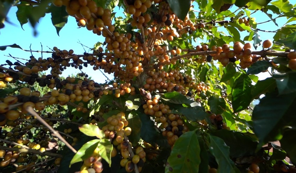 Café — Foto: Reprodução/EPTV