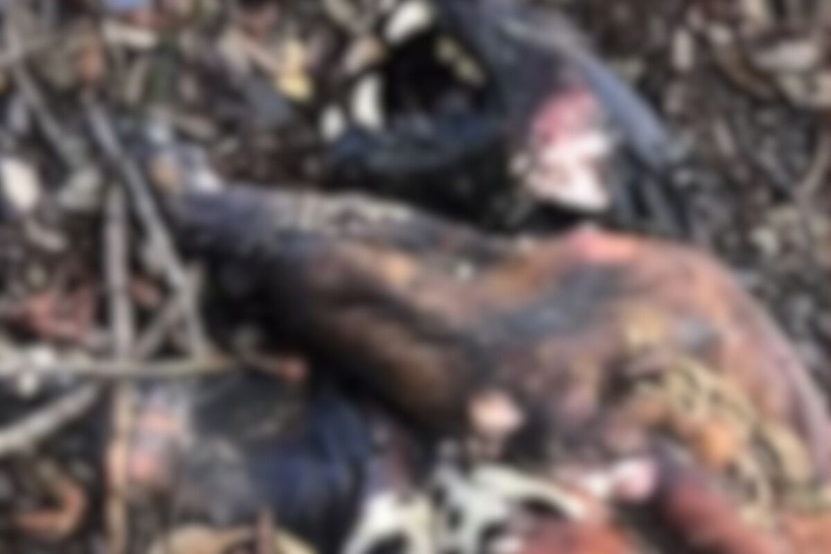 Pecuarista é multado em R$18 mil por morte de onças e mais 17 animais no Pantanal de MS