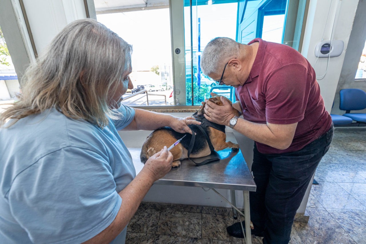 Jundiaí confirma 1º caso de gato com raiva desde 1983; veja como vacinar seu animal 