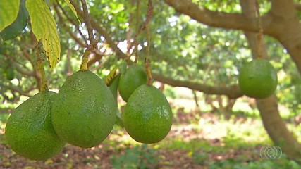 Produção de abacate cresce em pequenas propriedades