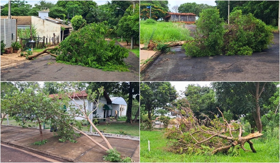 Conforme a Secretaria de Limpeza Pública e Meio Ambiente, 7 árvores caíram e foram retiradas das vias e praças em diferentes bairros da cidade — Foto: Prefeitura de Dracena/Divulgação