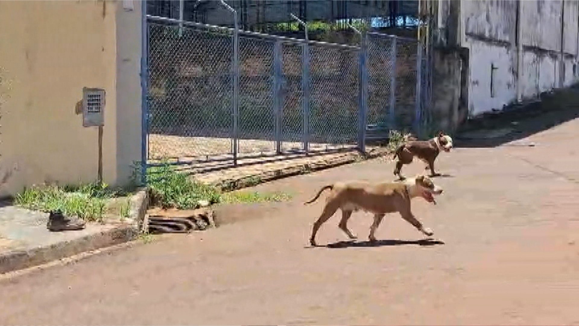 'Descaso': cães pitbull ficam soltos em ruas e atacam moradores em cidade do interior de SP