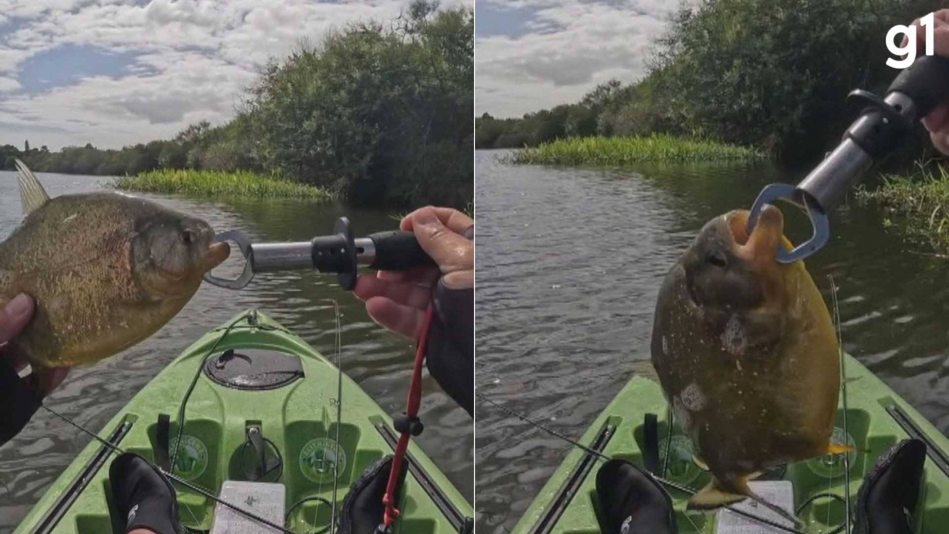 Espécie invasora de piranha é encontrada no RS e acende alerta para riscos ecológicos, econômicos e risco de ataques
