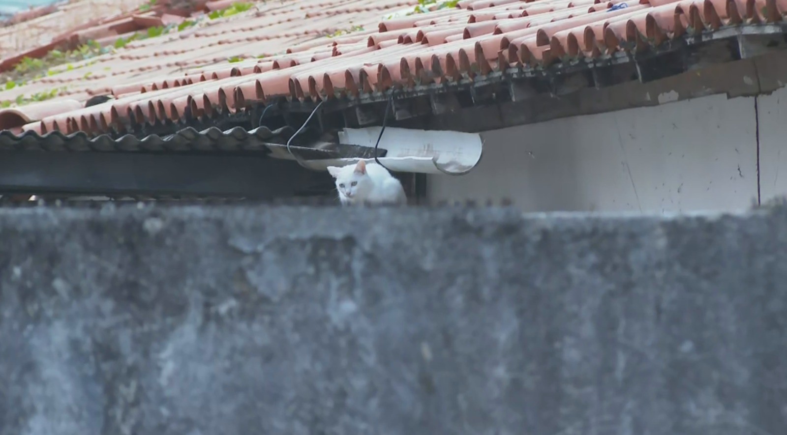 Ministério Público investiga denúncia de envenenamento contra gatos em Salvador