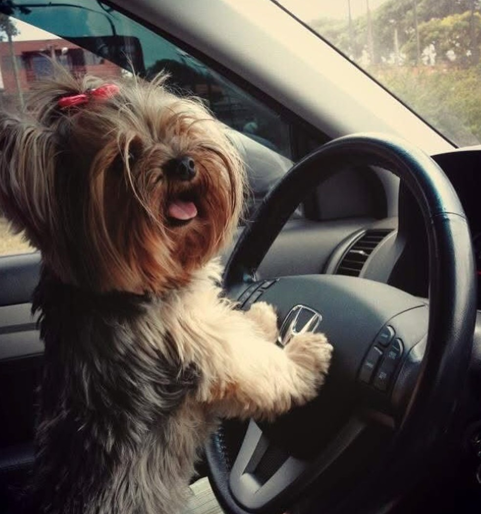 Família precisa eutanasiar yorkshire idosa após animal ser ferido durante tosa em Curitiba; polícia investiga — Foto: Redes sociais