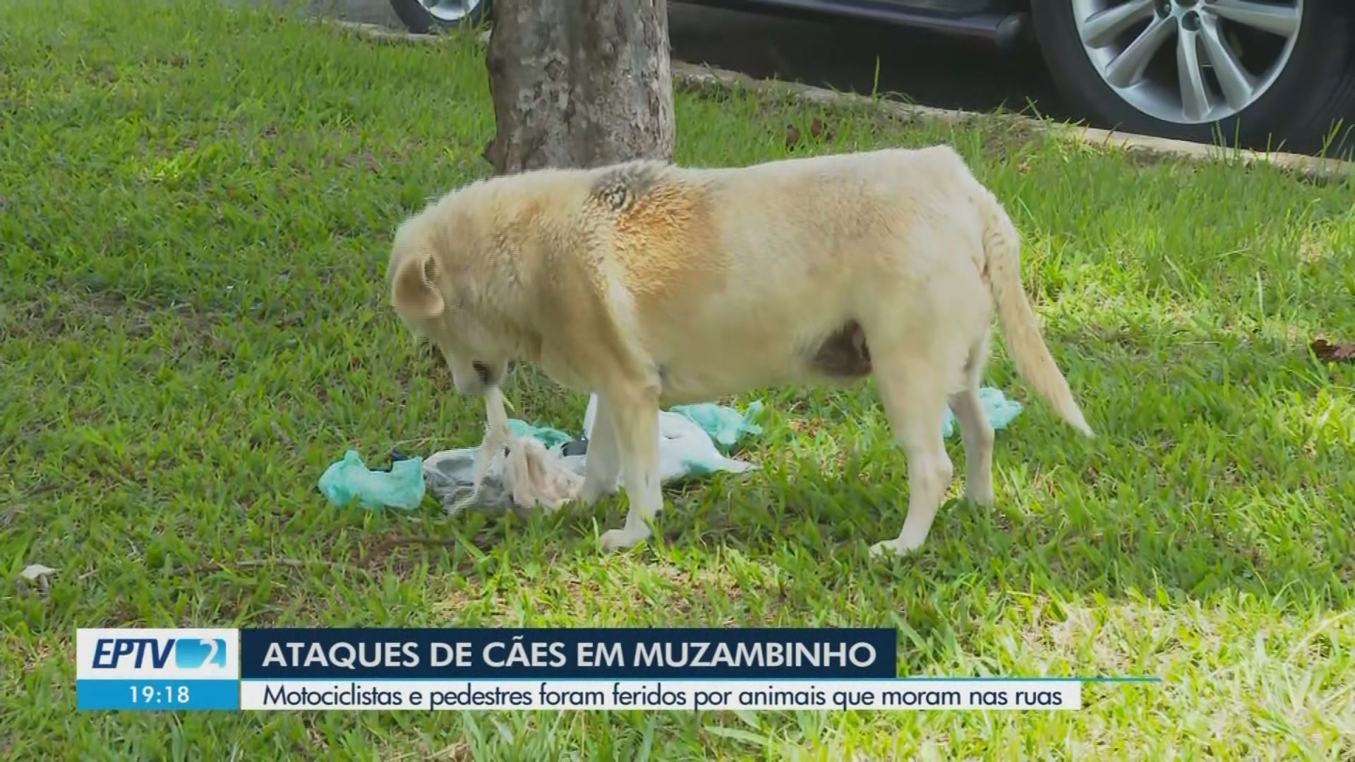 VÍDEOS: EPTV 2 Sul de Minas de quinta-feira, 29 de janeiro de 2026