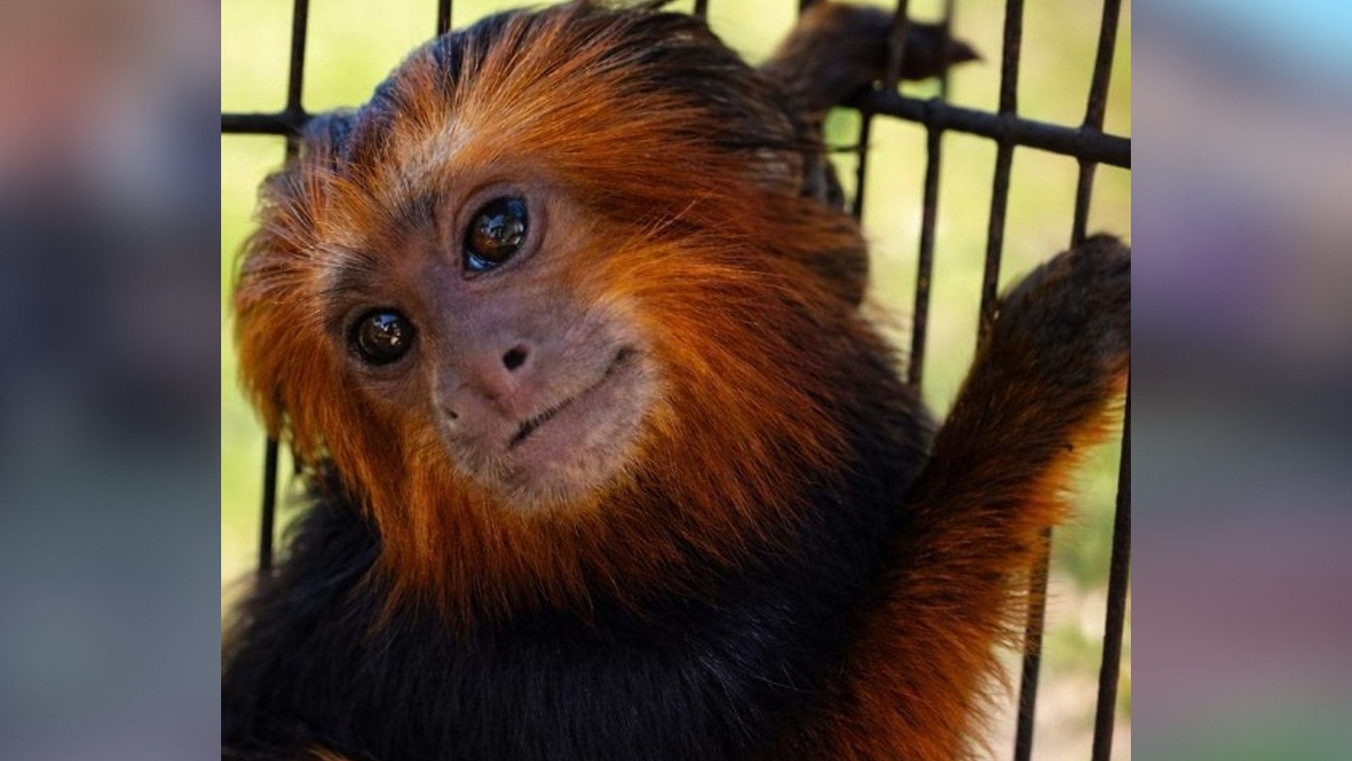 Ar-condicionado a 30°C, placas térmicas e feno: veja como o Zoológico de Bauru aquece animais no inverno