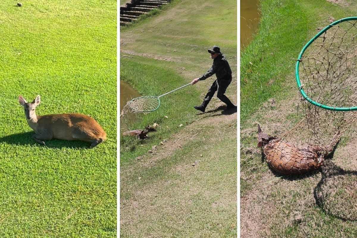 VÍDEO: Cervo ferido é sedado e resgatado em Valinhos