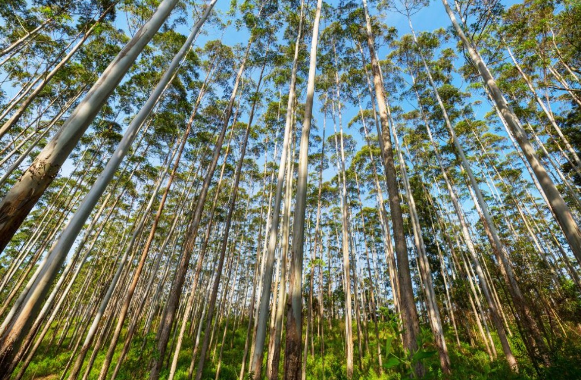 Justiça condena vizinhos por ‘abalo psicológico’ de agricultor que perdeu safra de eucalipto por uso ilegal de agrotóxicos em MG