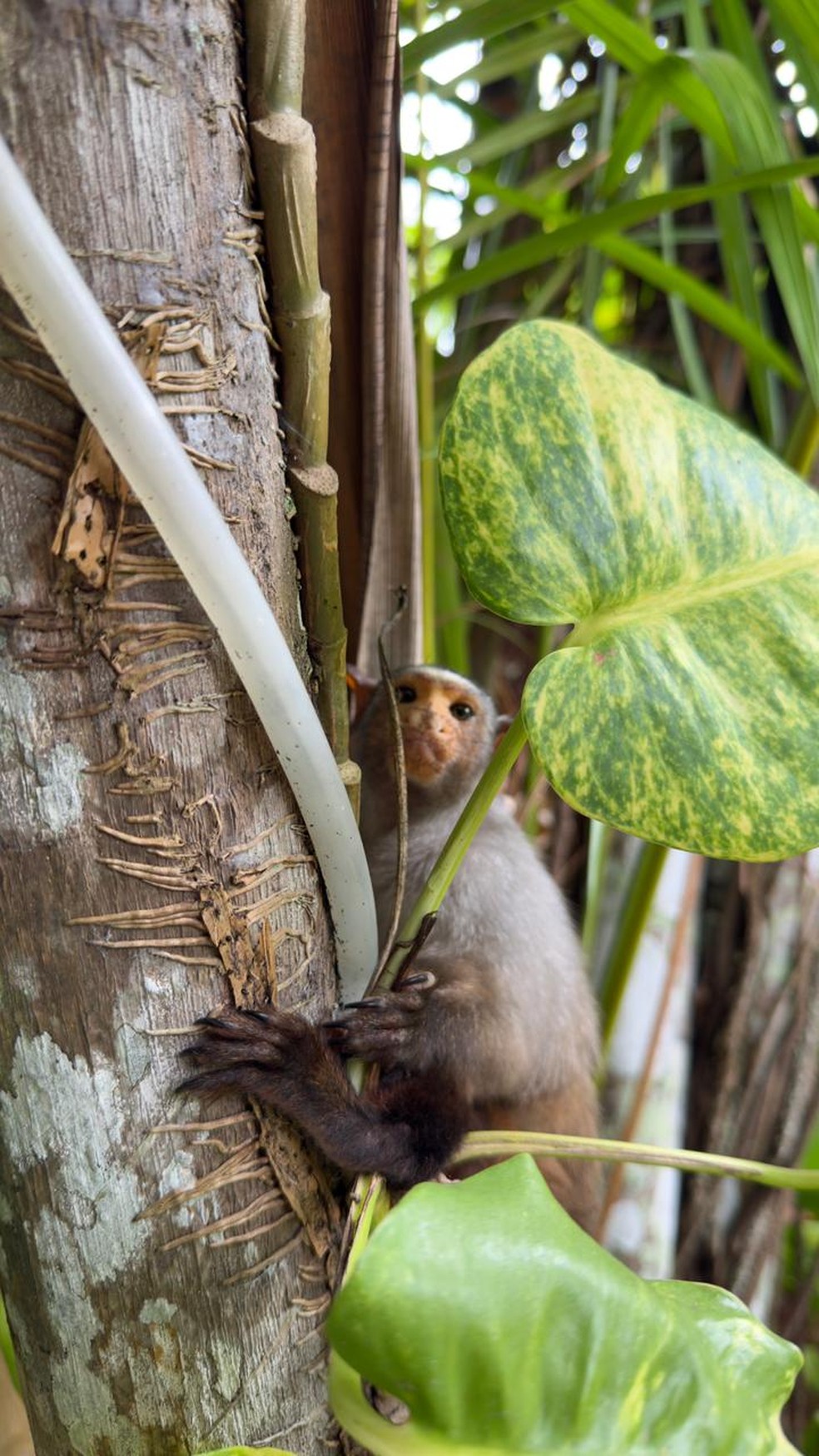 Mico Rondoni — Foto: Guilherme Gomes