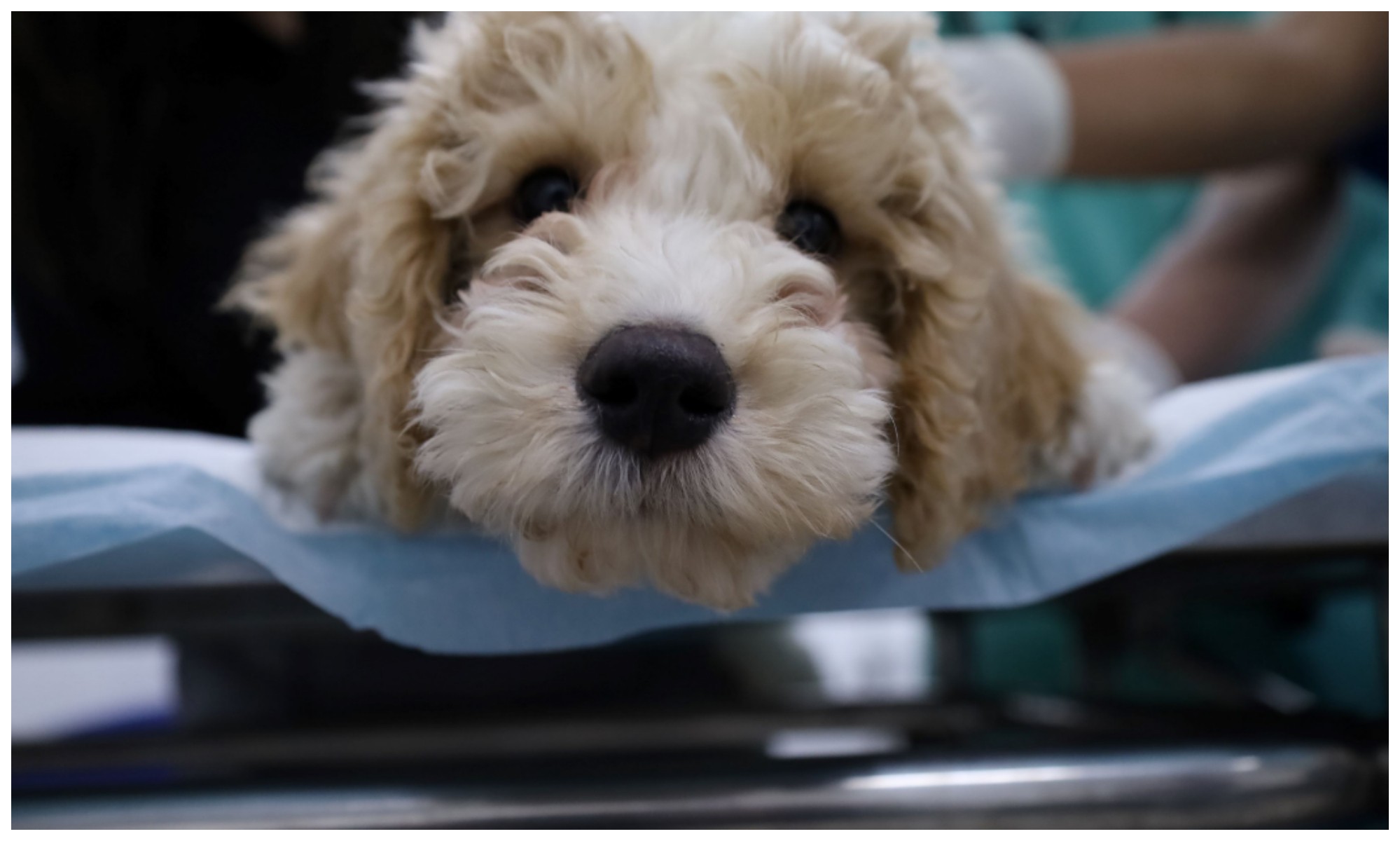 Semana Animal SP oferece vacinação, identificação por microchip e outros serviços gratuitos para pets