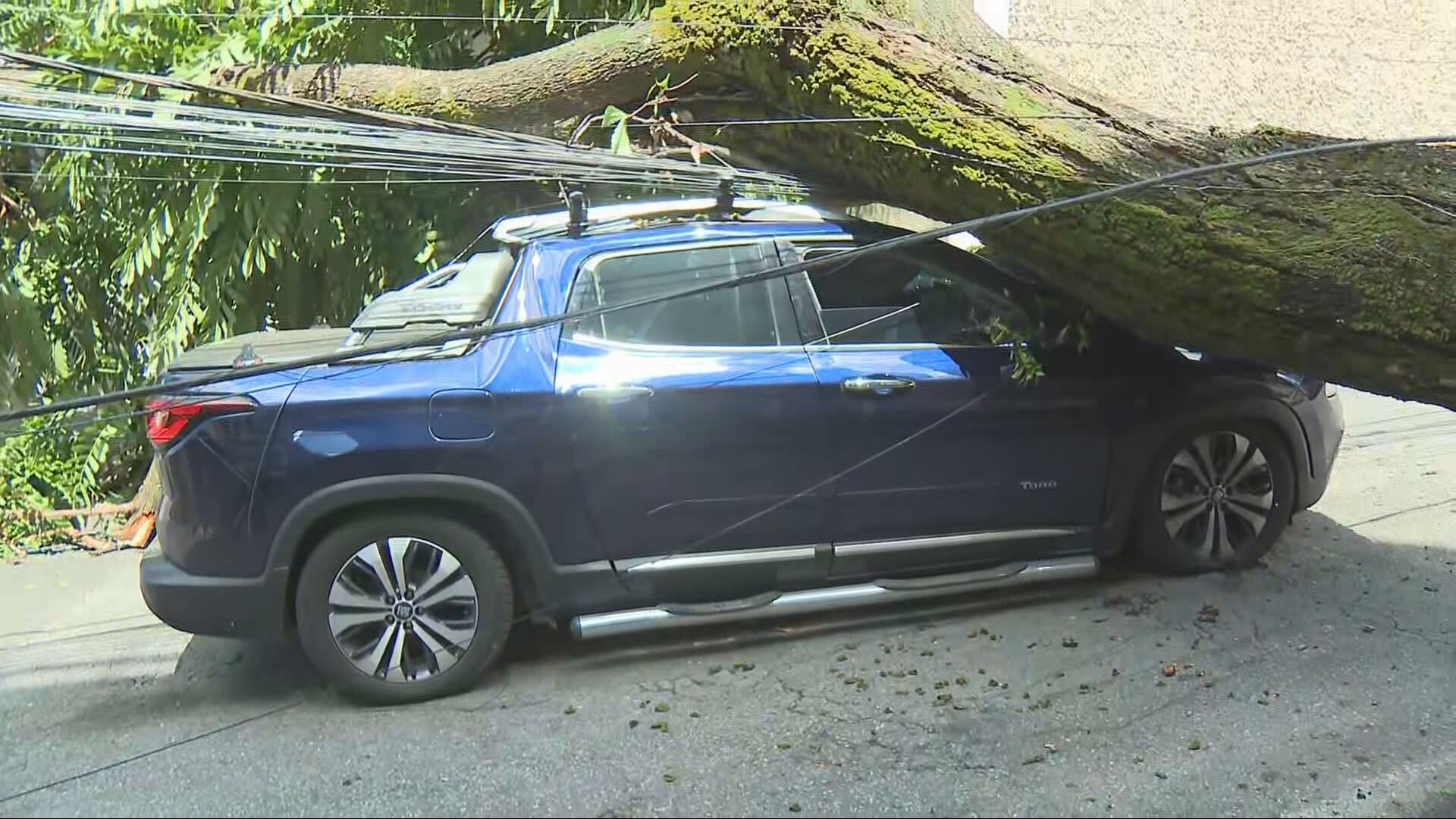 Árvores de grande porte caem sobre carros em diferentes pontos de BH, derrubam postes e deixam regiões sem luz