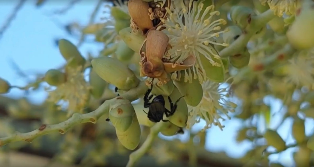 Ribeirinhos e indígenas participam de curso para melhorar criação de abelhas sem ferrão no interior do AM
