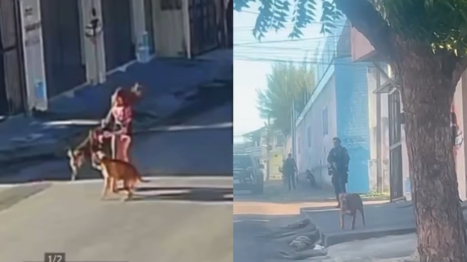 Policial militar atira em pitbull que atacou outro cão e tutora em Fortaleza; vídeo