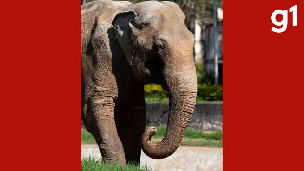 Conheça o elefante Sandro, primeiro morador macho do Santuário dos elefantes em Chapada dos Guimarães (MT) — Foto: PRF