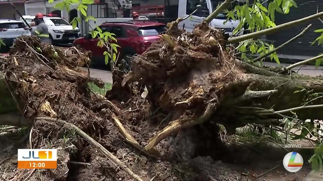 Árvore cai em praça e atinge dois carros no conjunto Panorama XXI, em Belém
