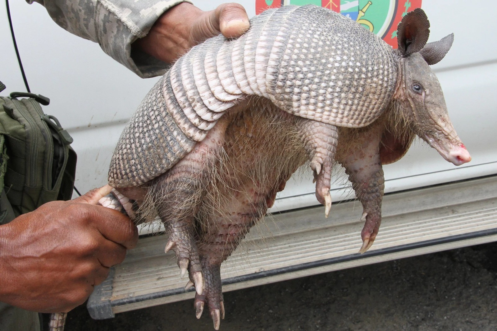 Tatu é resgatado e devolvido à natureza em Barra Mansa