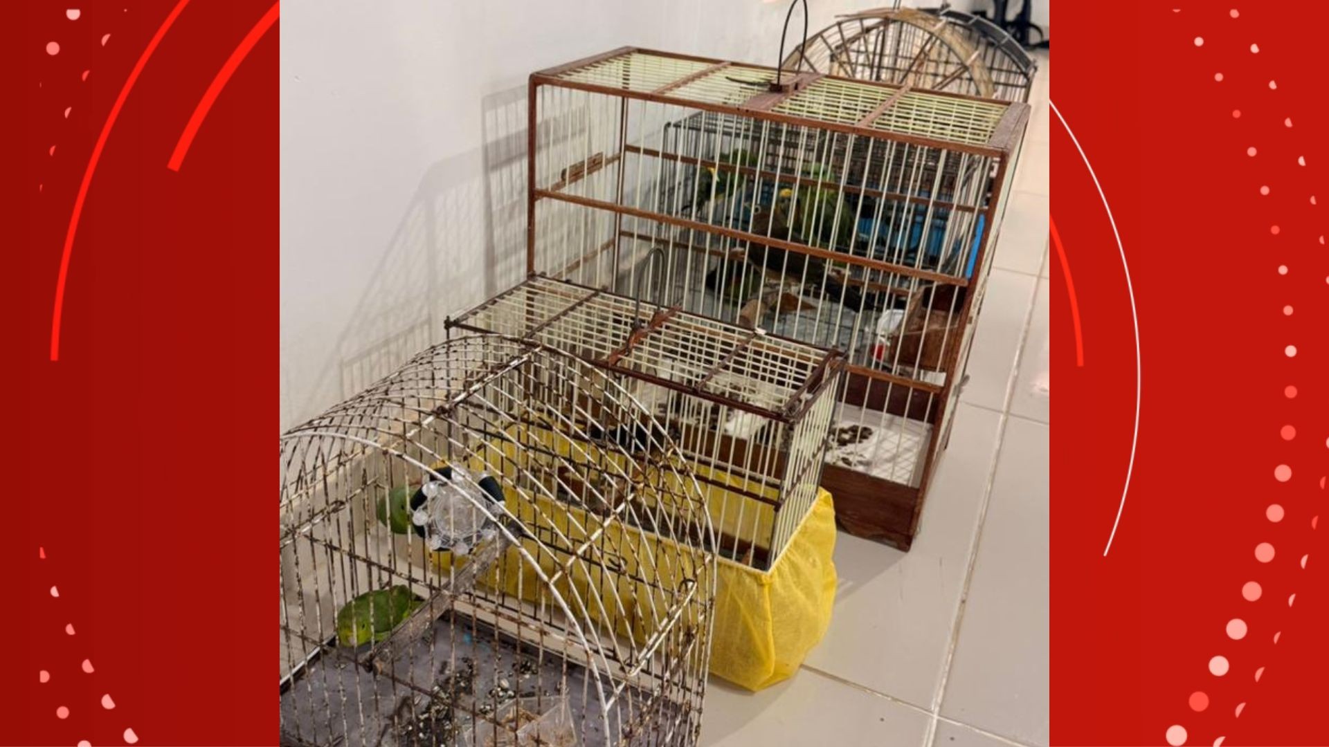 Aves silvestres presas em gaiolas são apreendidas no Amapá