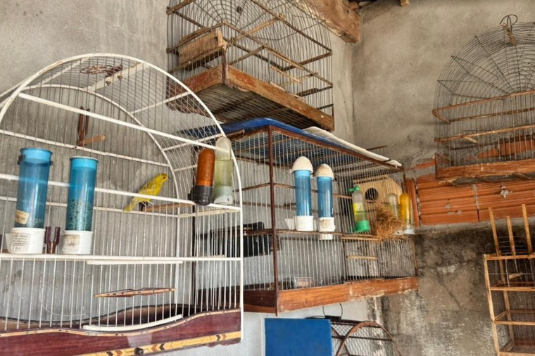 Operação nacional combate tráfico de animais silvestres e cumpre sete mandados em Cuiabá