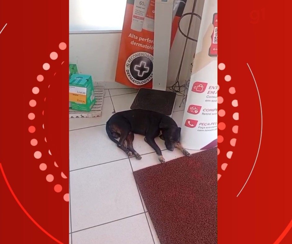 Vira-lata foge do calor de 40º C para dentro de farmácia com ar-condicionado em Cuiabá; vídeo