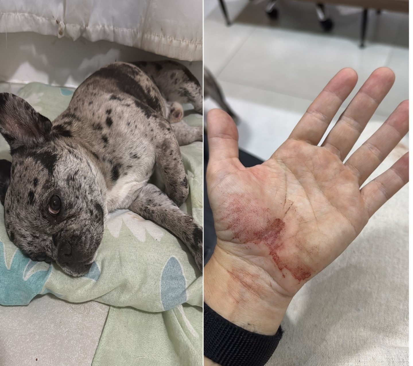 Após ataque de pitbull, grupo de estrangeiros socam carro da vítima em Cabo Frio