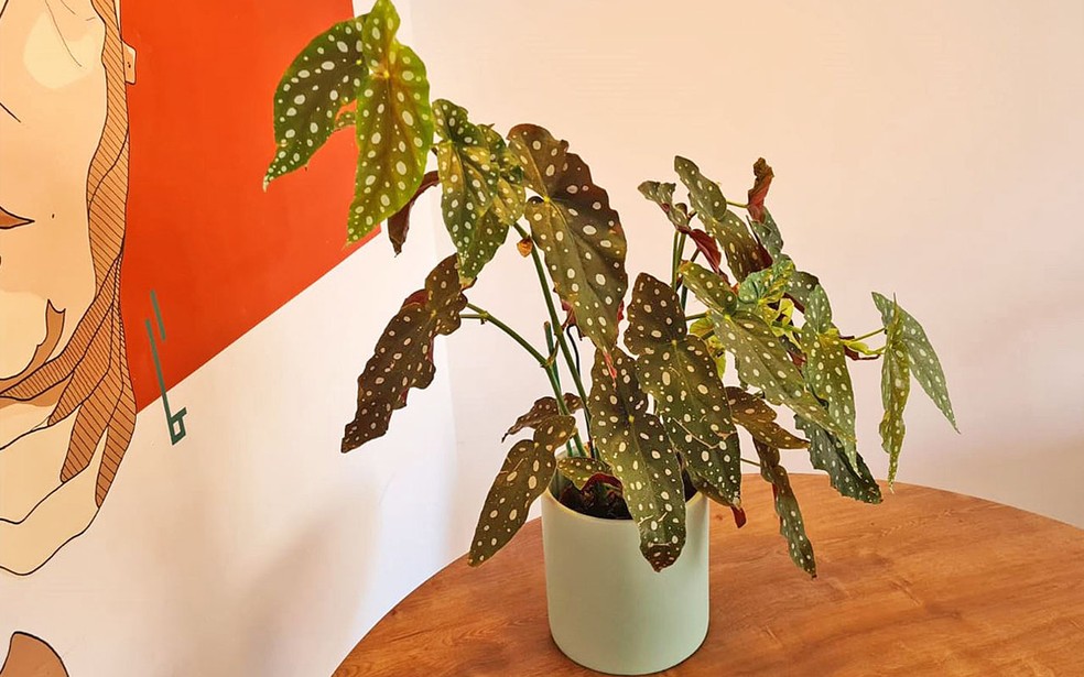 Begonia Maculata Wightii (Planta De Lunares) - Planta De Interior De 35 Cm, Maceta 12 Cm