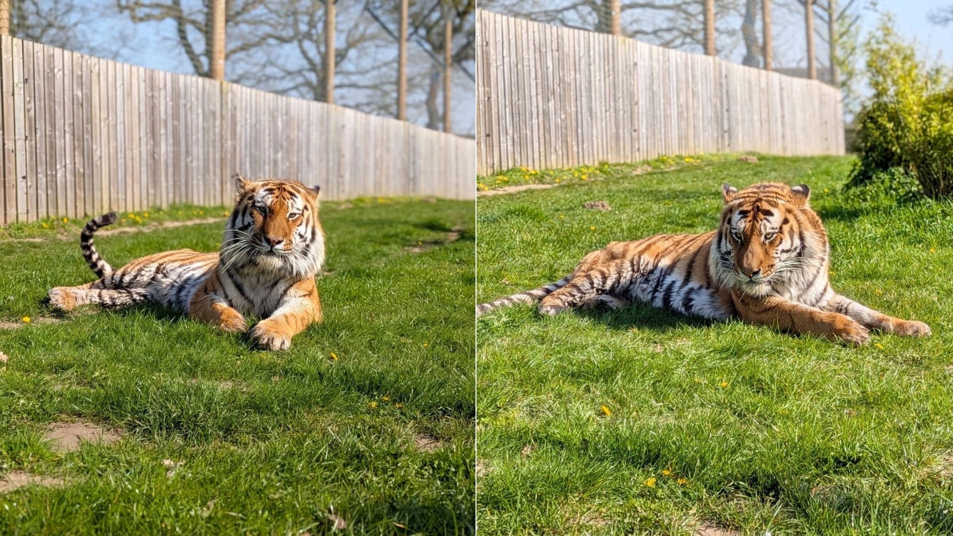 Homem fica em estado grave após entrar em jaula de tigre em zoológico no Reino Unido