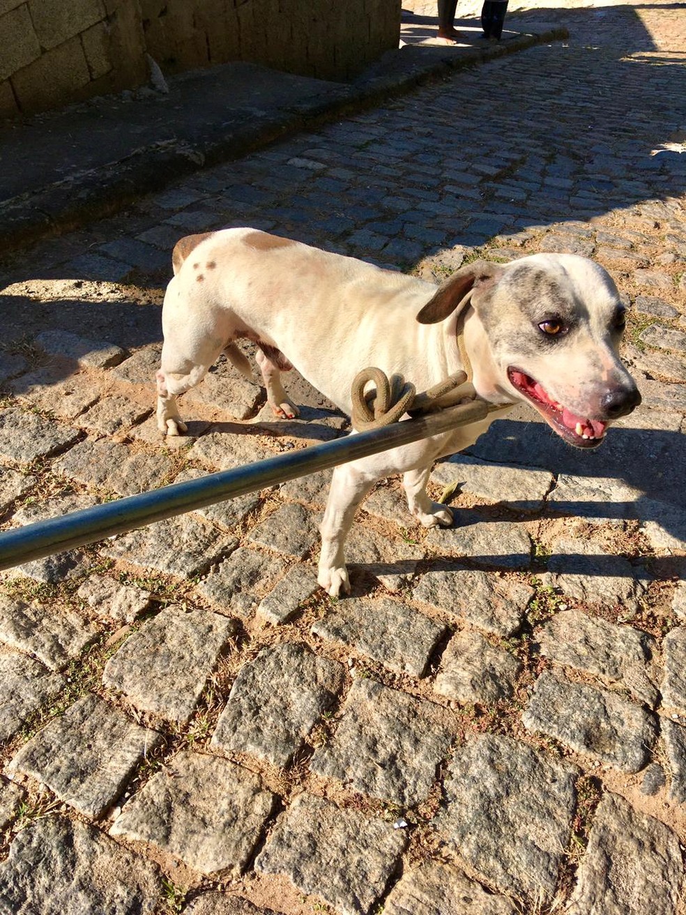 Cachorro chupando.pau do homem