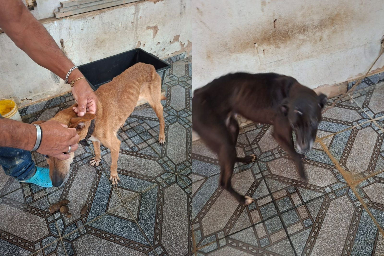 Homem é preso suspeito de manter cães em situação de maus-tratos em Avaré