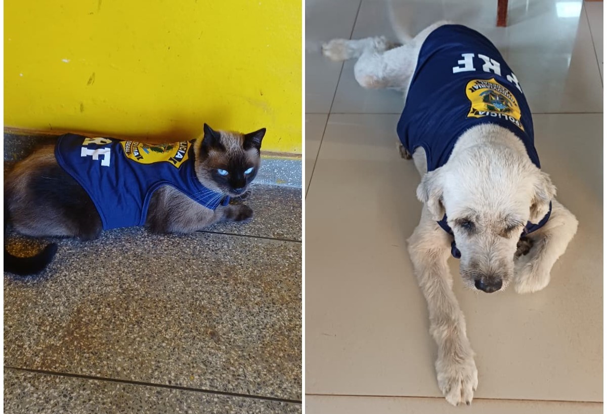 Gato e cachorrinha viram mascotes uniformizados da PRF no Amapá