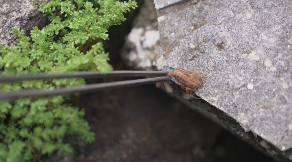 Escorpião escondido em pedra — Foto: Reprodução/TV Globo