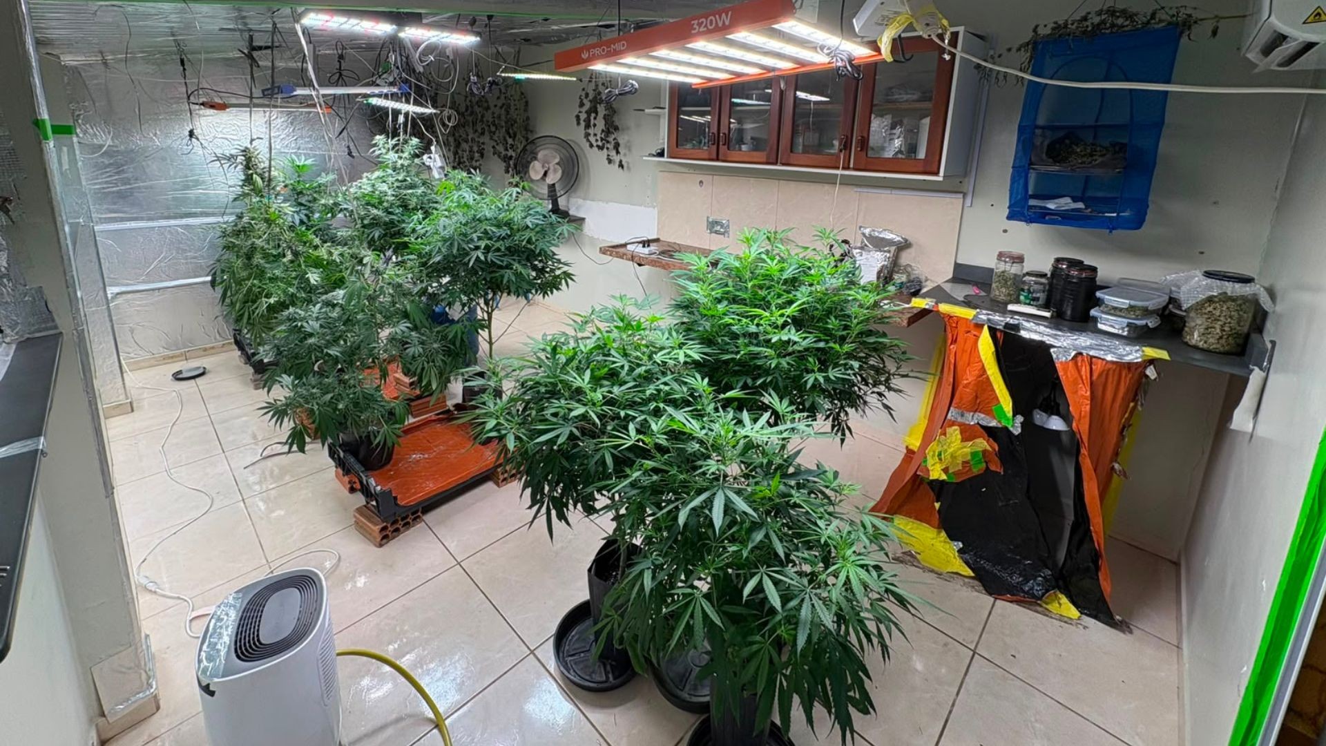 Operação policial desarticula esquema de tráfico sob fachada de cultivo medicinal​‌​
