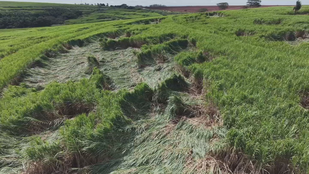 Fenômeno meteorológico destrói faixa de canavial à margens da SP-255 em Bocaina — Foto: Central da Notícia/Reprodução