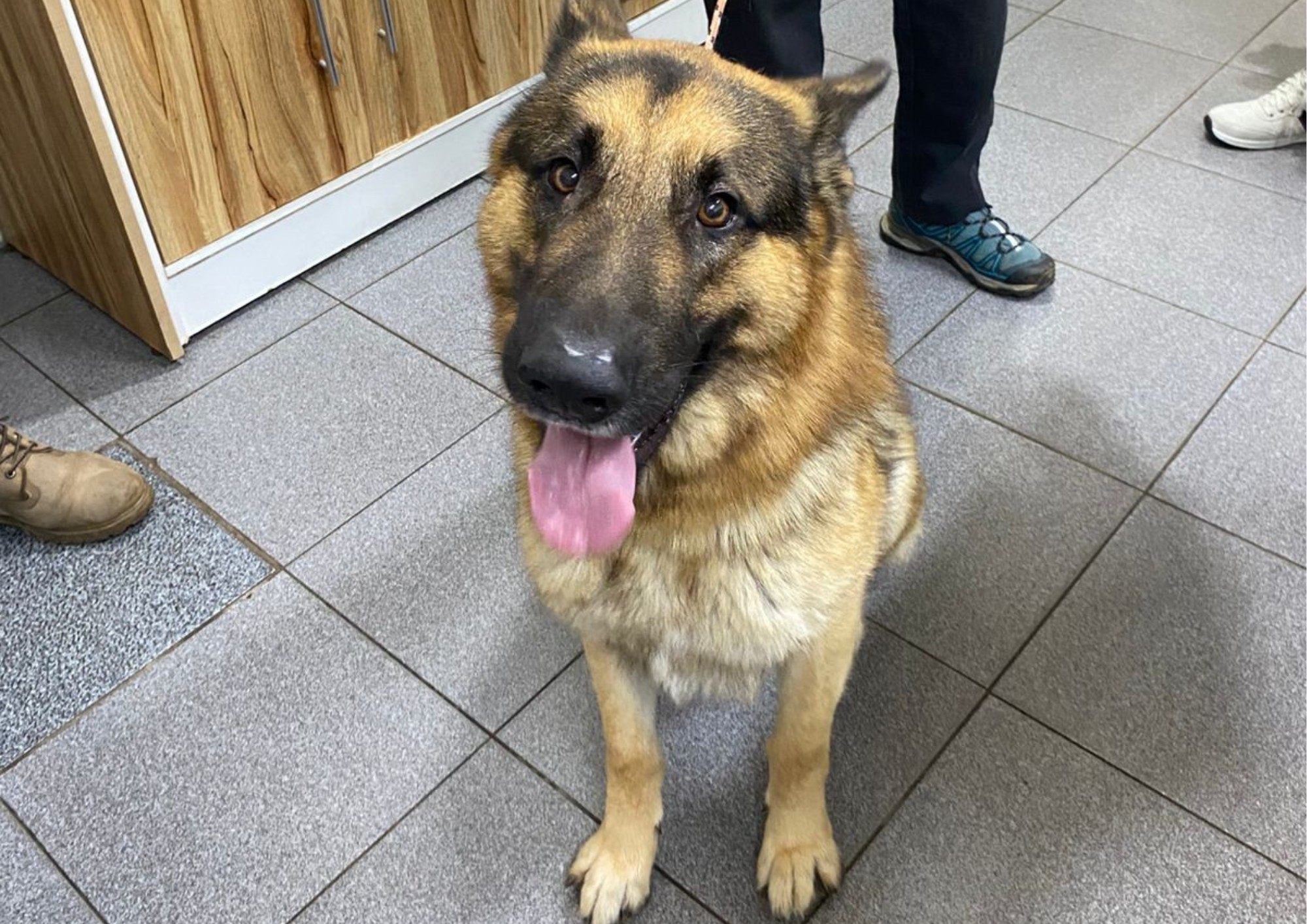 VÍDEO: cão é resgatado pela polícia após flagrante de maus-tratos em Itapetininga