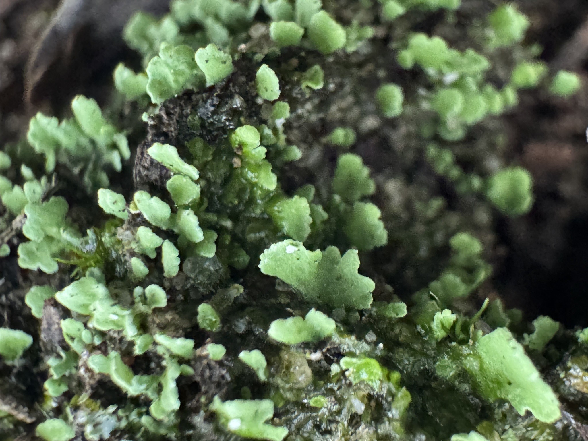 A teia invisível: como uma rede de fungos conecta e mantém viva a flora do Cerrado