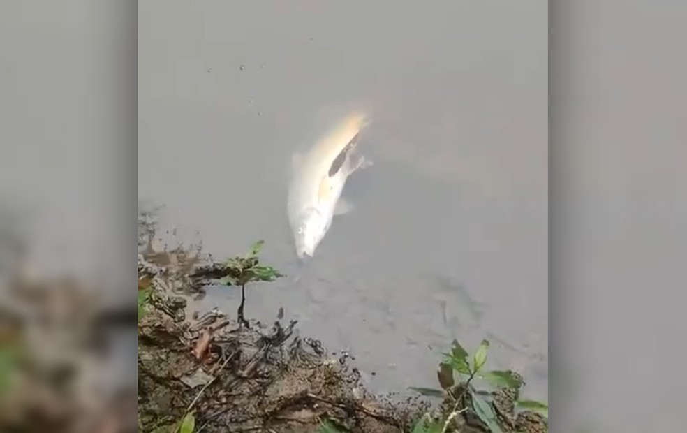 Moradores registram mortandade de peixes no Rio Tibiriça em Queiroz — Foto: Arquivo pessoal