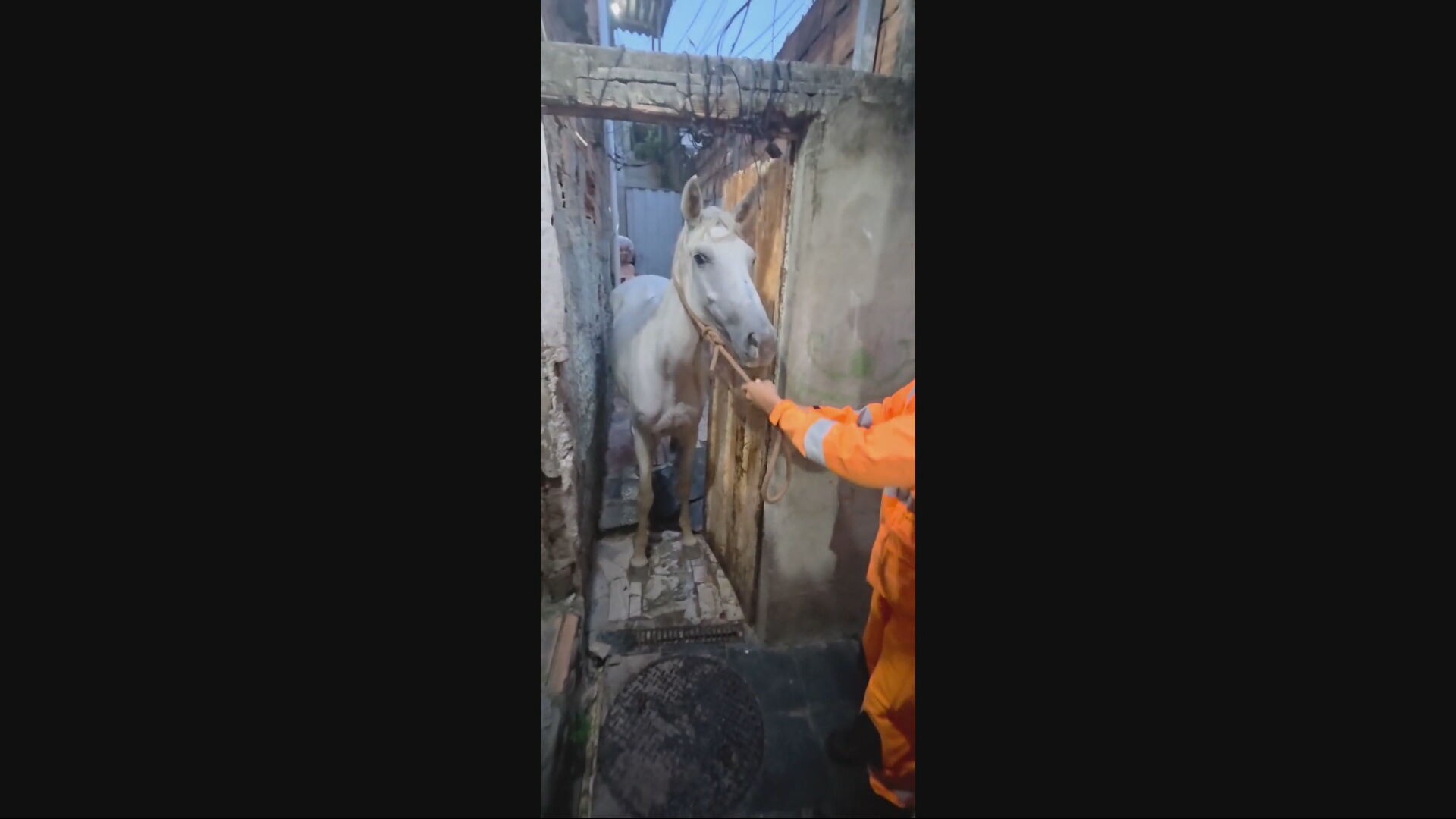 VÍDEO: cavalo fica preso em beco e é resgatado pelos bombeiros na Grande BH