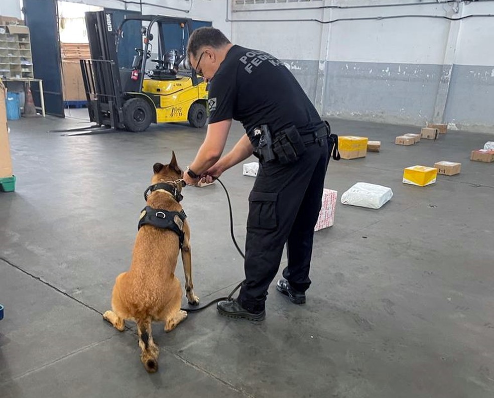Cães farejadores da PF encontram mais de 1 kg de maconha em unidade dos Correios em Natal — Foto: Divulgação / Polícia Federal