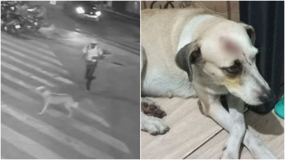 Animal comunitário ficou com um corte na cabeça após a agressão. — Foto: Reprodução