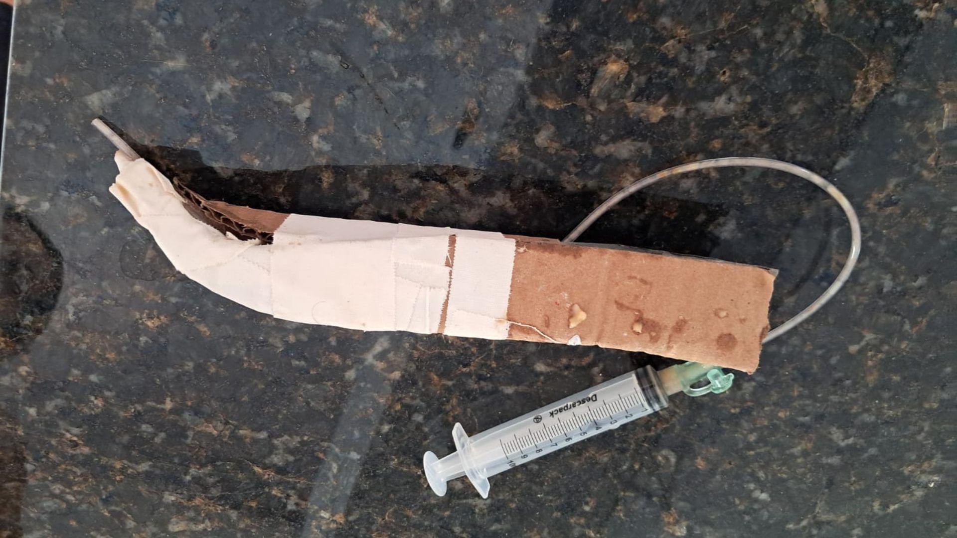 VÍDEO: veterinária usa papelão e seringa para improvisar bico e alimentar filhote de tucano resgatado após cair de coqueiro