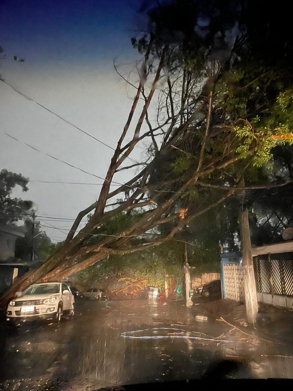 Queda de árvore na Rua Kaoro Oda, perto da Subprefeitura do Butantã e do Metrô Vila Sônia, na Zona Oeste — Foto: Arquivo pessoal